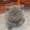 dorukqecrjsq