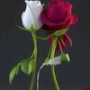 fared12308