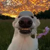 tobias_davis10