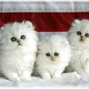 engy15880_