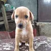 juncalabon7
