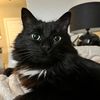 houdiniandhoax