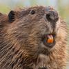 reformed_beaver
