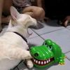pusmeong145