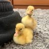 quakduo