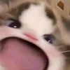 haroldhng_