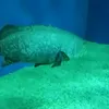 the_fish4peace