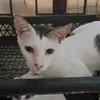 insiderscat