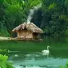 nucuoiay6