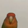 viko67i