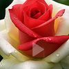 mohammadhusine445