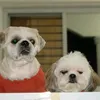 lifeofcocoandpao