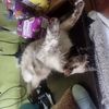 elmicho739
