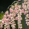 hongthuy113131