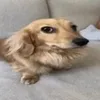 mathleles