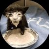 cat2237583