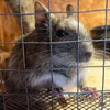mouse_detektor