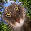 im..the..cat