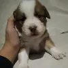 vicioso_1303
