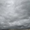 totororose4