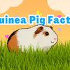 Guinea Pig Facts