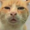 vgdhuddj