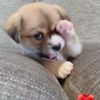 rosmell_10