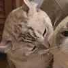 hgkjlef