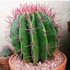 sonora_cactus