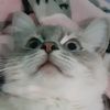 cheezbiscuit0