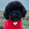 teddyhillstp