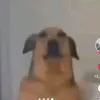 haa_noname