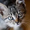 kucing_4444