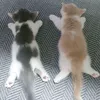 anqwwzz