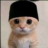 .kiply_cat033