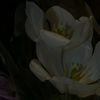 tuliip_piyooo