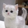 pretycat90