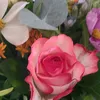 sonja_17243