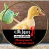 asmaatalaat497