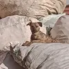 biscoito.seu.amigo