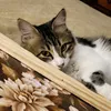 mibebe.yyo