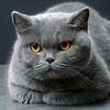 gatofofo527