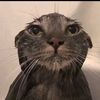 cats_are_.life