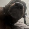 dane_the_brain