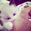 choco_chippp0