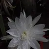 nurcahayar_