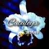 cataleyaaaaa6