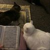 quran_qoutes4