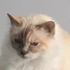 fortniteandcats
