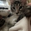 happycat607